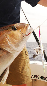 Cancun amberjack fishing- fishing trips cancun